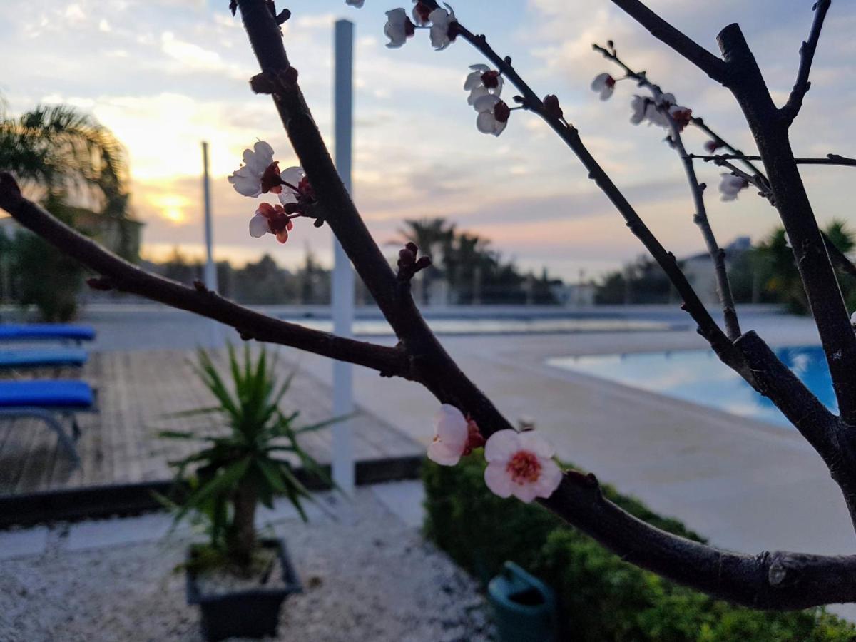 Villa Verdi: Luxury Villa With Private Pool Peyia Luaran gambar
